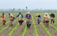Más de $ 66 mil millones para que campesinos aseguren sus cultivos ante los riesgos asociados al fenómeno de La Niña