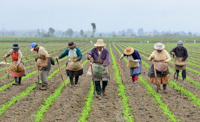 Más de $ 66 mil millones para que campesinos aseguren sus cultivos ante los riesgos asociados al fenómeno de La Niña