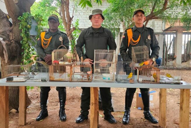 Rescatadas 10 especies de fauna silvestre en carreteras del Cesar