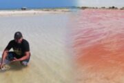 Virgibacillus, el género microbiano hallado en las salinas de Manaure, La Guajira