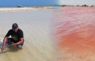Virgibacillus, el género microbiano hallado en las salinas de Manaure, La Guajira