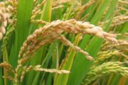 El 30 de julio presentarán las cifras reales del excedente de arroz paddy seco
