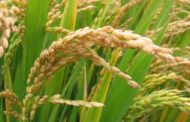 El 30 de julio presentarán las cifras reales del excedente de arroz paddy seco