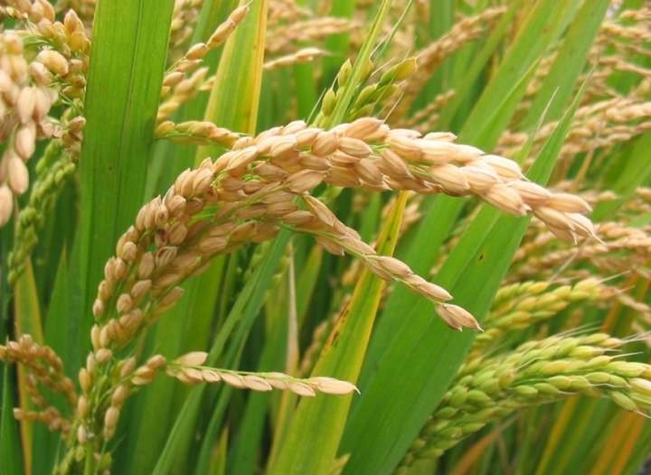 El 30 de julio presentarán las cifras reales del excedente de arroz paddy seco