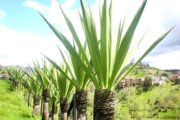 La fibra fique es una gran alternativa de empaque para disminuir el uso de plásticos; La Guajira, productora