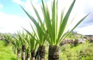 La fibra fique es una gran alternativa de empaque para disminuir el uso de plásticos; La Guajira, productora