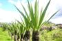 La fibra fique es una gran alternativa de empaque para disminuir el uso de plásticos; La Guajira, productora