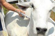 Recta final del ciclo de vacunación contra la fiebre aftosa y brucelosis bovina