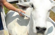 Recta final del ciclo de vacunación contra la fiebre aftosa y brucelosis bovina