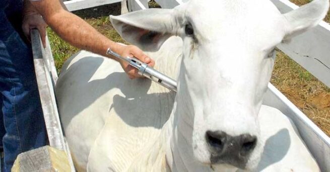 Recta final del ciclo de vacunación contra la fiebre aftosa y brucelosis bovina