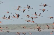Enlaza trabaja por la protección del flamenco rosado en La Guajira