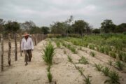 La Guajira contará con 79.961 hectáreas protegidas para usar exclusivamente en el sector agropecuario