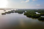 Restauración de manglares debe considerar fenómenos de El Niño y La Niña