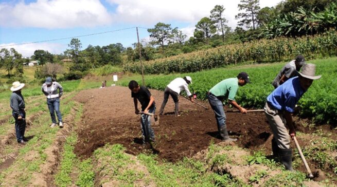 Se abre segunda convocatoria del Programa de Formación Especializada para la Economía Campesina