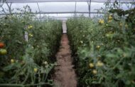 Inaugurados 33 invernaderos en González y Río de Oro (Cesar)