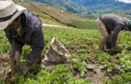 Mirar al Campo: ADR y Colombia Compra Eficiente dinamizarán la economía popular campesina