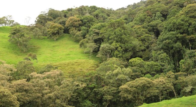 Gobierno Nacional deberá reglamentar el manejo de ecosistemas comunes en jurisdicción de dos o más autoridades ambientales