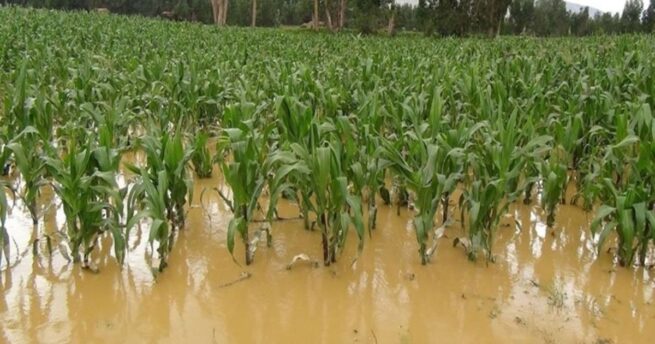 Se realizó mesa técnica agroclimática del Cesar, La Guajira, Magdalena y Atlántico