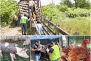 Establecen medidas para controlar el traslado de ganado, equinos, aves, porcinos y otros animales de producción