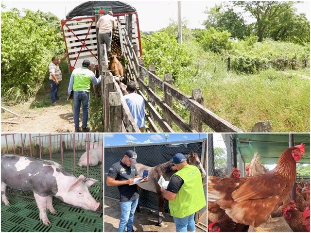 Establecen medidas para controlar el traslado de ganado, equinos, aves, porcinos y otros animales de producción