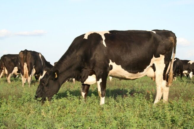 Nueva normativa para la prevención y control de la rabia de origen silvestre