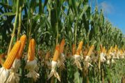 Semillas de baja calidad y fenómeno de La Niña, graves riesgos para la seguridad alimentaria