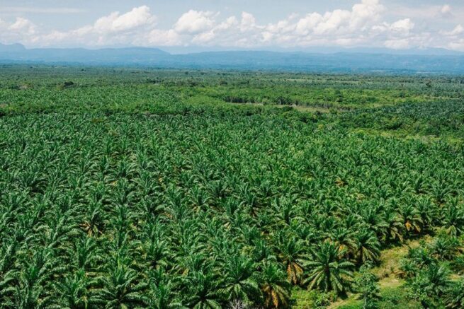 Cultivos de palma utilizan hasta 486 litros de agua diarios en Cesar