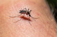 Autoridades piden incrementar medidas para el control del dengue por fenómenos de El Niño y La Niña