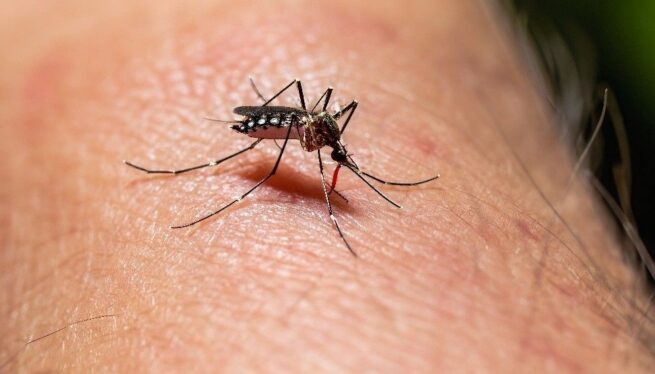 Autoridades piden incrementar medidas para el control del dengue por fenómenos de El Niño y La Niña