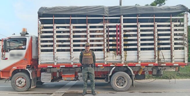 En jurisdicción de Gamarra, Cesar, incautados 16 semovientes