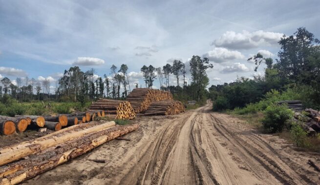 Contralor alerta aumento de deforestación en Colombia y prácticas corruptas en la gestión ambiental