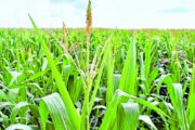 Siembra de maíz transgénico en Cesar se dispara un 152 %