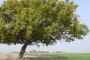 Los impactos del árbol Neem en el entorno y biodiversidad de La Guajira
