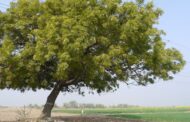 Los impactos del árbol Neem en el entorno y biodiversidad de La Guajira