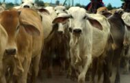 Colombia exporta carne bovina a 93 países incluyendo a Irán como nuevo destino