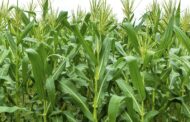 En incertidumbre reconocimiento de las cadenas nacionales del maíz y de la soya