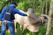 El 28 de octubre inicia segundo ciclo de vacunación contra fiebre aftosa en Colombia