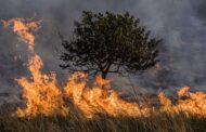 Estudio revela aumento global de los incendios forestales debido al cambio climático, a pesar de las intervenciones humanas