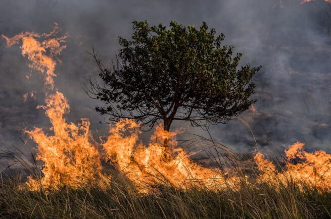 Estudio revela aumento global de los incendios forestales debido al cambio climático, a pesar de las intervenciones humanas