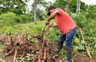 $ 73.000 millones para rentabilizar la agricultura campesina, familiar, étnica y comunitaria