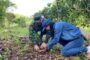 Ejército Nacional lidera la reforestación y recuperación de ecosistemas en el Cesar y La Guajira
