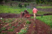 Habilitan más de $ 45.000 millones para incentivar proyectos campesinos