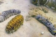 En La Guajira adelantan proyecto de investigación y protección del pepino de mar