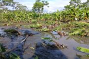 Las recomendaciones del ICA a los agropecuarios para disminuir la afectación en cultivos y animales en temporada de lluvias