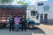 Metropolitana de Valledupar capturó a una persona por abigeato; recuperó 14 semovientes bovinos en San Diego