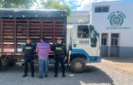 Metropolitana de Valledupar capturó a una persona por abigeato; recuperó 14 semovientes bovinos en San Diego