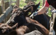 Avanza con éxito el segundo ciclo de vacunación contra fiebre aftosa en Colombia
