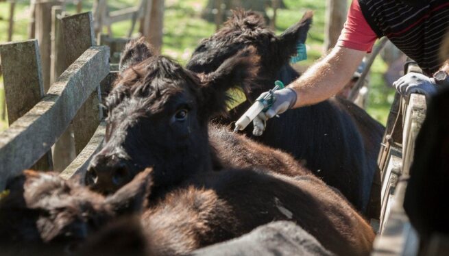 Avanza con éxito el segundo ciclo de vacunación contra fiebre aftosa en Colombia