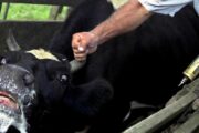 Panaftosa lanza curso en línea sobre fiebre aftosa para proteger el ganado