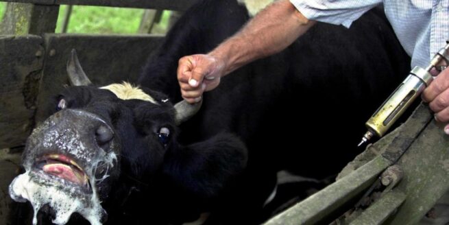 Panaftosa lanza curso en línea sobre fiebre aftosa para proteger el ganado